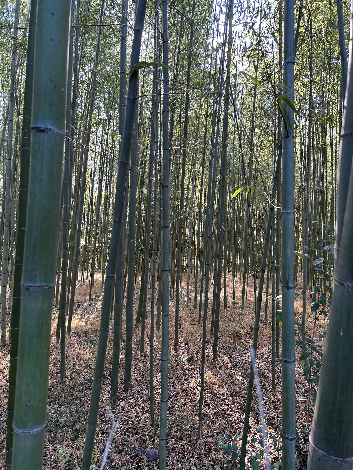 Bamboo